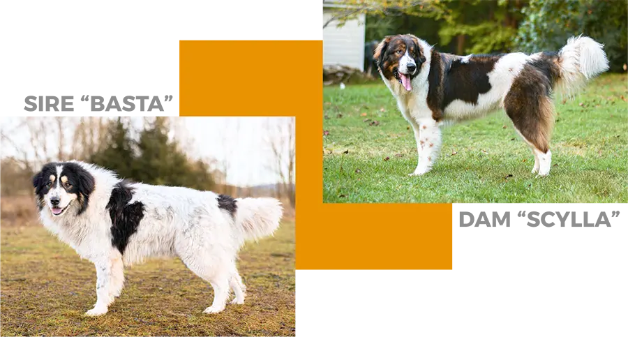whole body profile of both sire Basta and dam Orsa