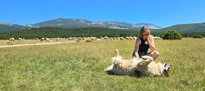 a Tornjak flopped on its back getting belly rubs from a woman. there are sheep and a mountain range in the distance
