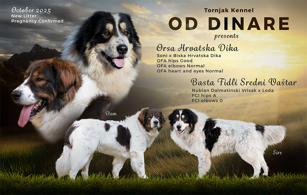breeding poster depicting sire and dam. Wording reads: 'October 2025 New litter Pregnancy Confirmed. Tornjak Kennel Od Dinare Presents Orsa Hrvatska Dika (Soni x Biska Hrvatska Dika) OFA A hips good OFA elbows normal OFA heart and eyes Normal, Basta Fidli Sredni Vastar (Nubian Dalmatinski Vrisak x Leda) FCI hips A FCI elbows 0'