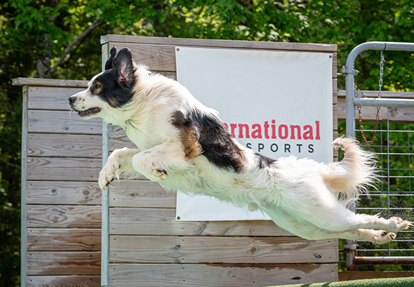 tornjak mid-air leaping off a dock