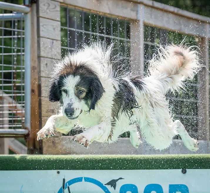wet tornjak jumping off a dock into the water