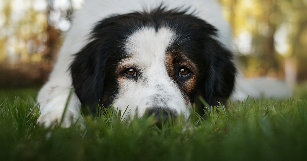 Close-up of a black, white and tan Tornjak peeking through tall green grass