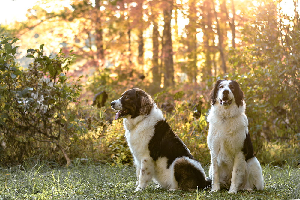 Brown and white Tornjak sitting among golden autumn trees