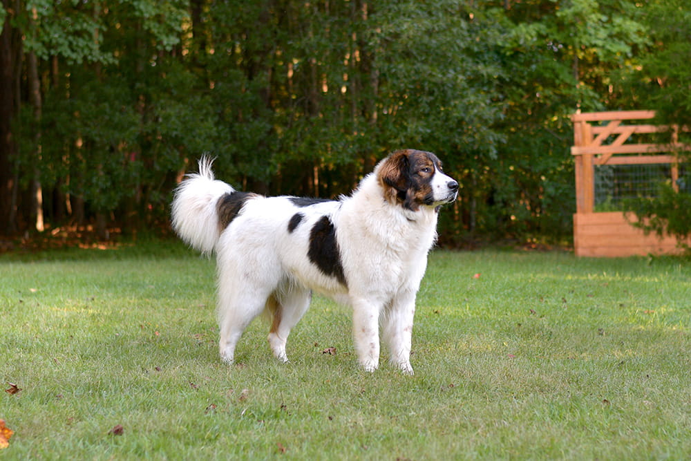 White and brown Tornjak standing on green grass