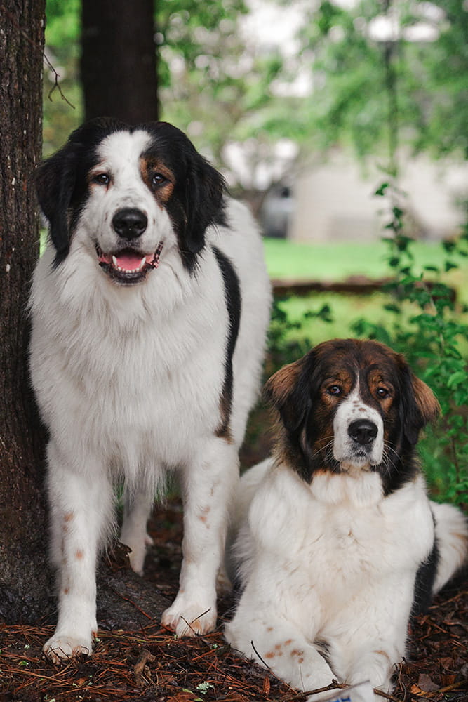 Two black and white Tornjaks sitting together outdoors