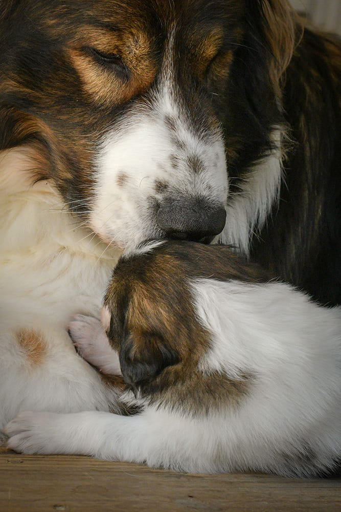 Two Tornjaks resting closely together