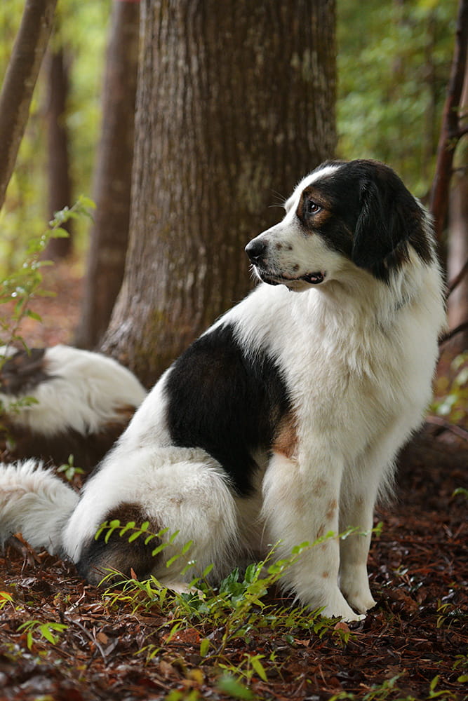 Black and white Tornjak relaxing beside a tree