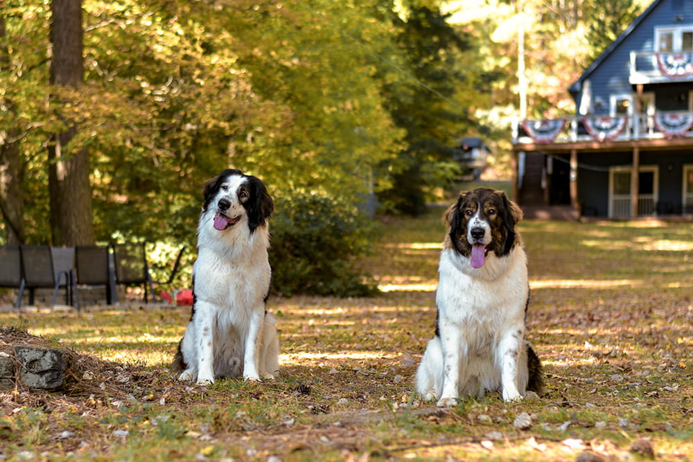 Two Tornjaks sitting together beneath autumn trees