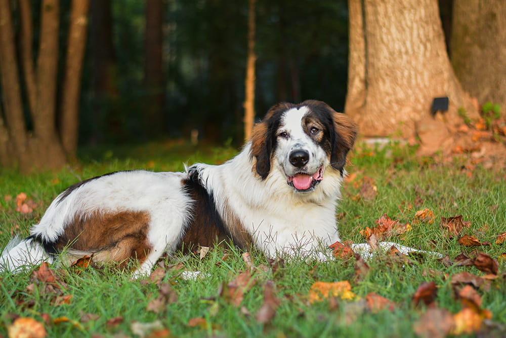 Brown and white Tornjak lying in colorful autumn leaves