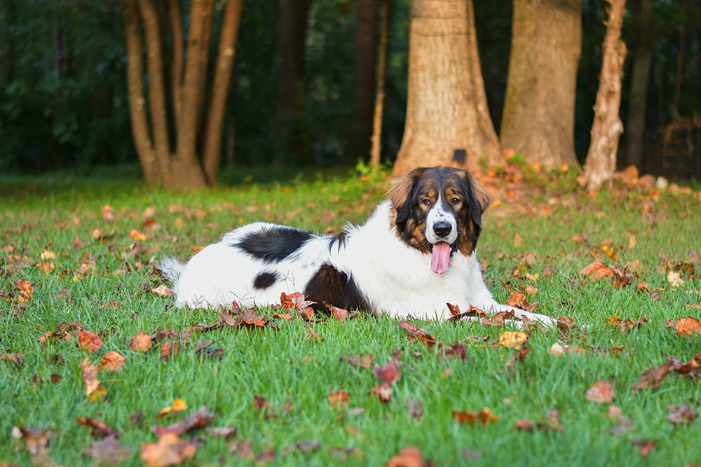 Tornjak lying on green grass scattered with autumn leaves