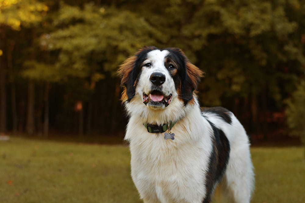Black and white Tornjak standing outdoors against a dark wooded background