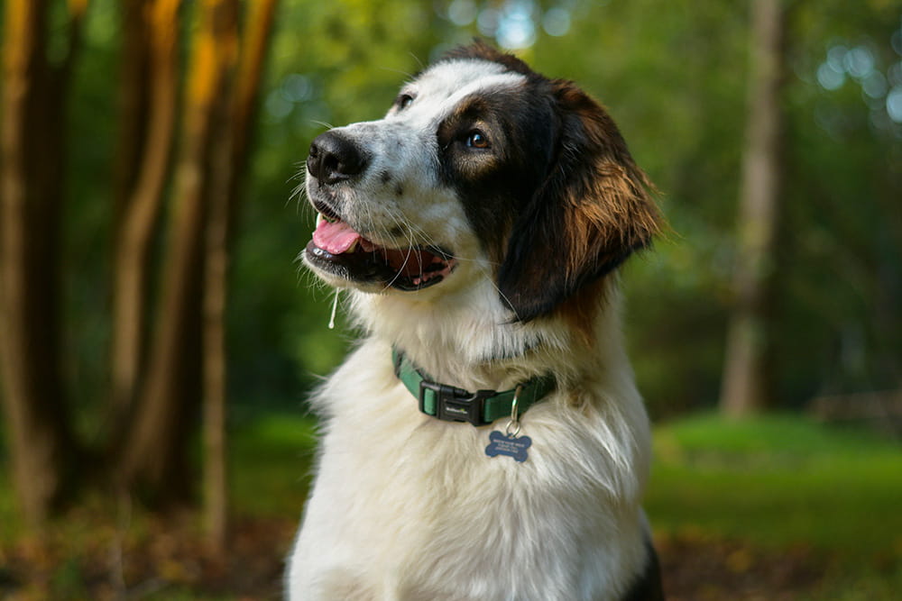 Side profile of a black, white and tan Tornjak outdoors