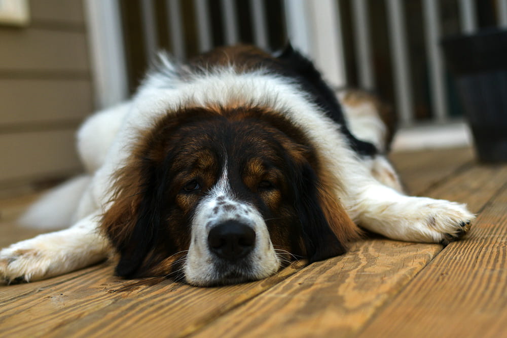 Tornjak lying flat on the ground with its head resting between its paws