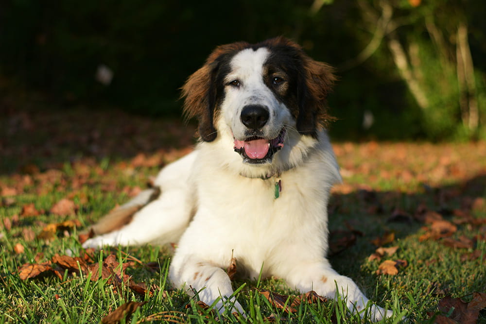 Black and white Tornjak sitting outdoors among fallen leaves