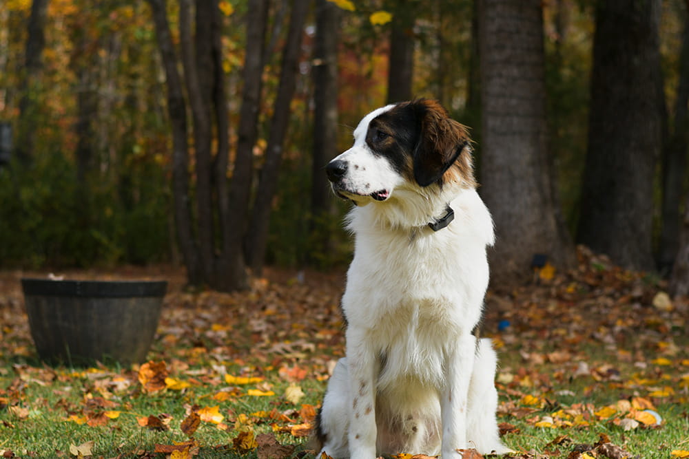 Black and white Tornjak standing among trees and autumn leaves