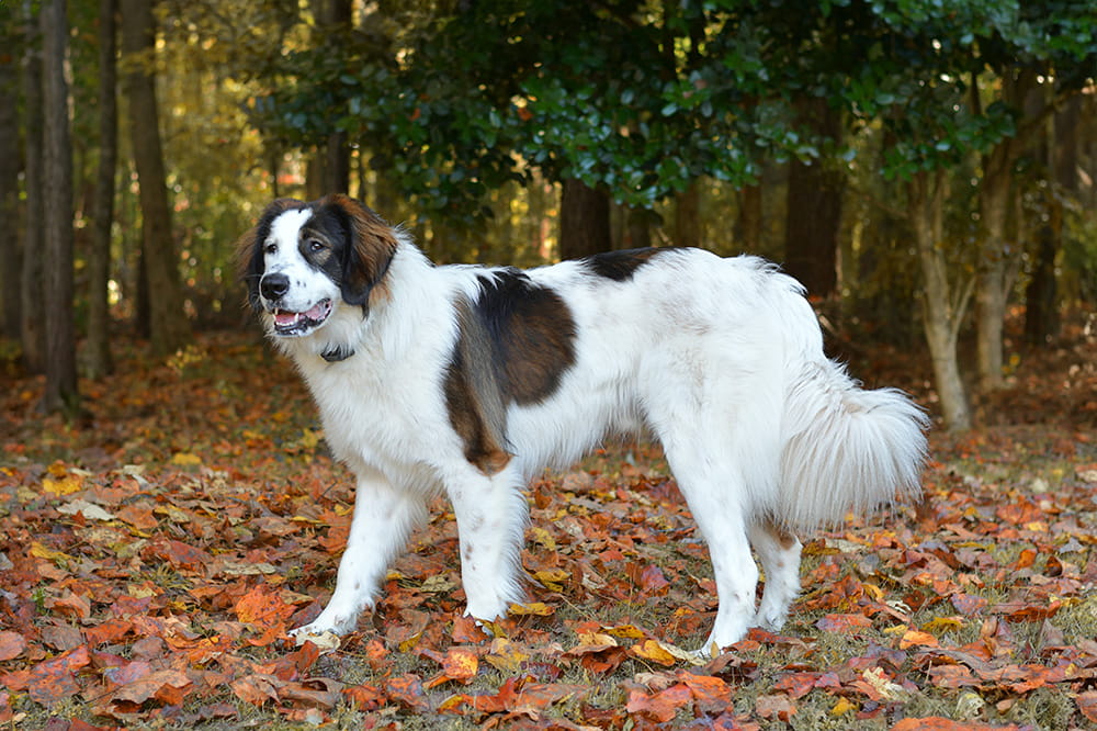 Black and white Tornjak walking through fallen autumn leaves