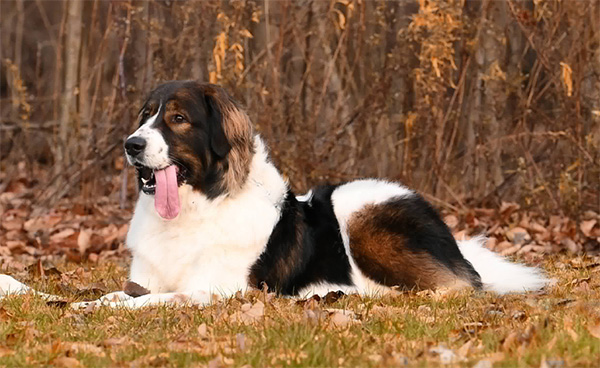 a parti colored Tornjak laying in the grass in autumn