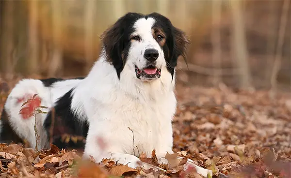 a happy looking Tornjak with his ears up laying in the leaves