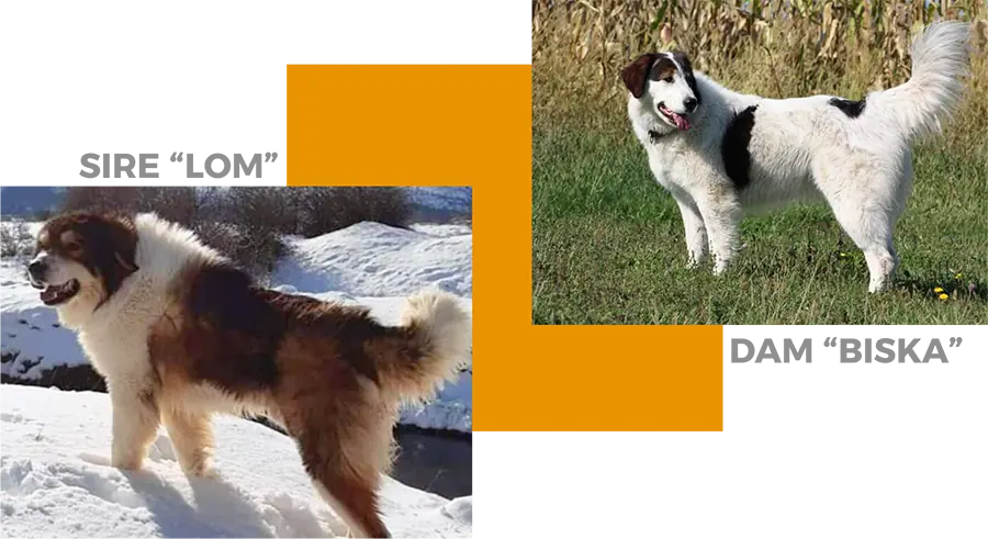 whole body profile of both sire Lom and dam Biska
