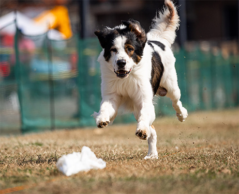 action shot of first Tornjak to compete in AKC FCAT, dog is in motion with three paws off the groung running towards a lure