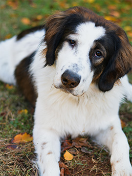 close up of tornjak doing a head tilt