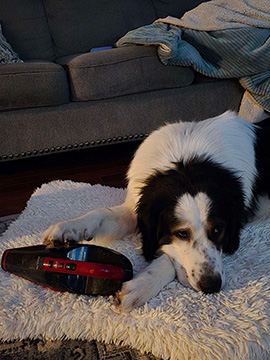 tornjak laying down snugglings a hand held vacuum