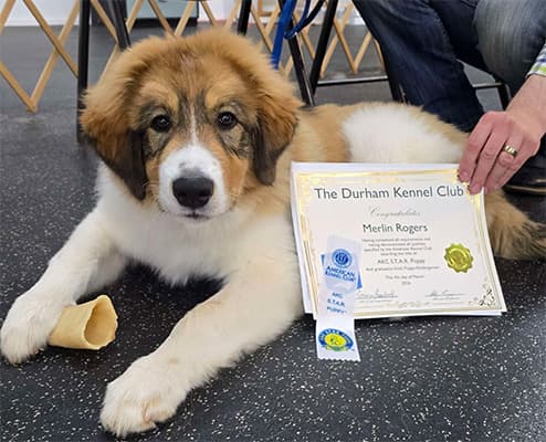 tornjak puppy laying on the floor next to a certificate for AKC S.T.A.R. puppy
