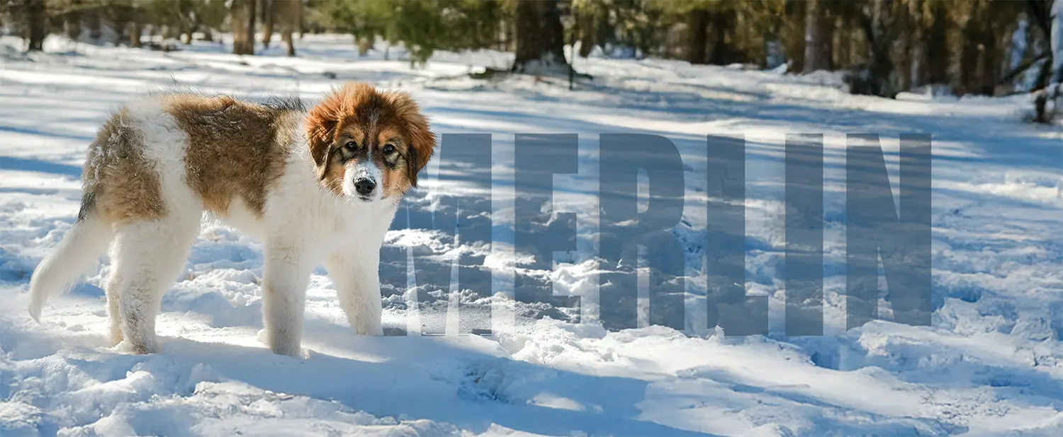 tornjak puppy standing in the snow