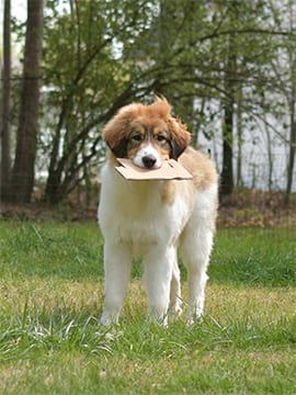 a tornjak puppy outside holding a piece of cardboard in its mouth