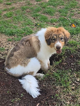 tornjak puppy covered in mud sitting with his front feet in a deep, freshly dug hole