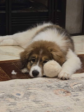 a tornjak puppy laying down snuggling a white dryer lint ball