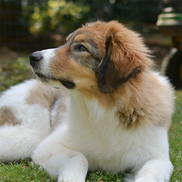 beautiful side profile of a puppy tornjak head