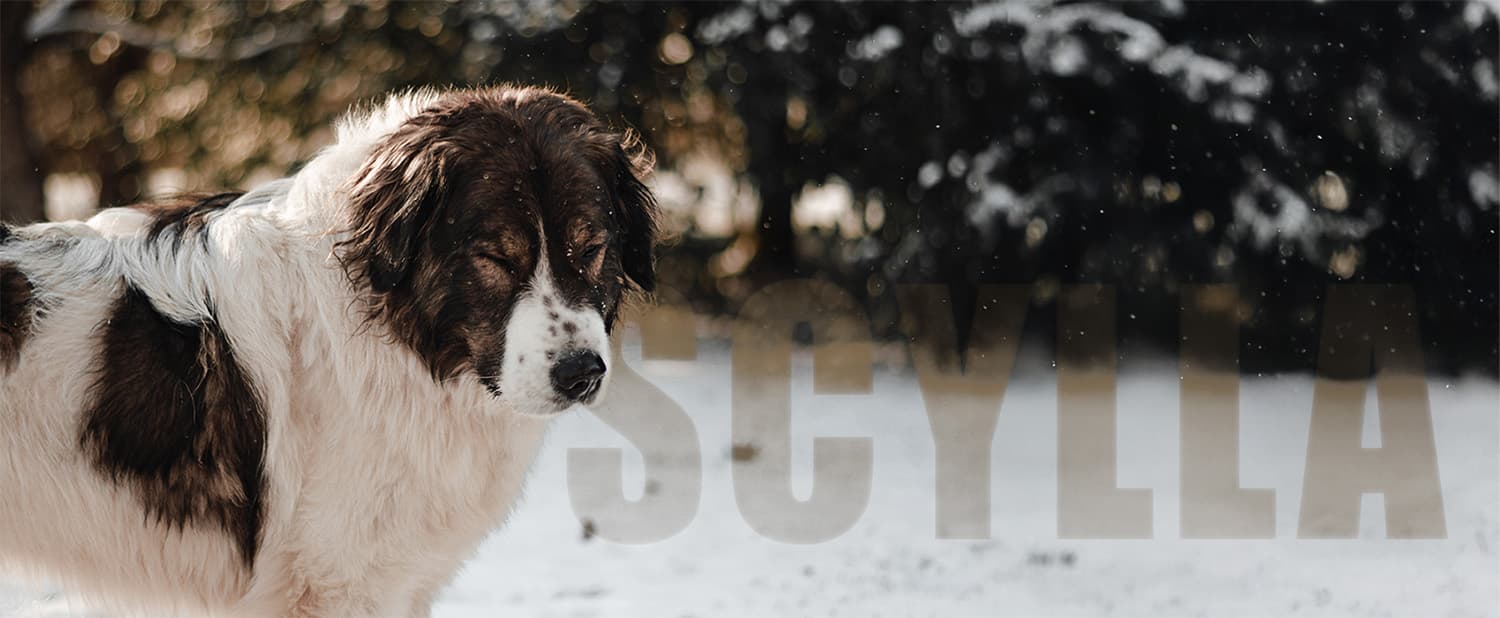 female tornjak closing her eyes as snow falls around her