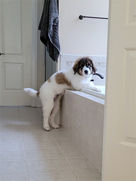 puppy tornjak leaning over bathtub