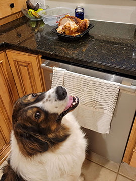 tornjak staring eagerly at a whole cooked chicken on the counter
