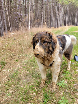 tornjak covered in mud