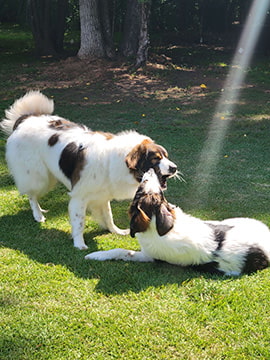 two tornjaks playing