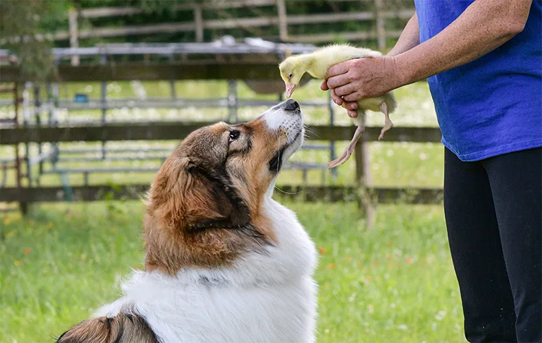 a Tornjak reaching up to kiss a baby duck being held in front of it
