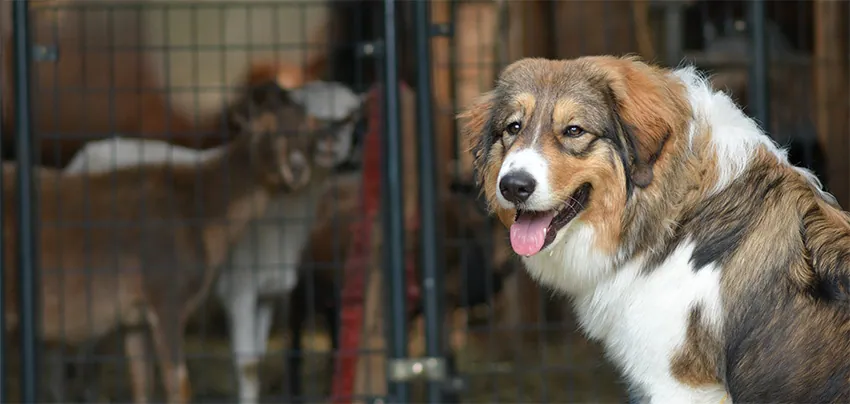 merlin the tornjak sitting proudly in front of a barn of goats