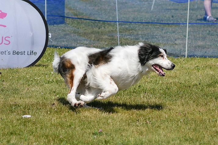 side view of a tornjak running at full speed on grass with all legs flexed underneath him