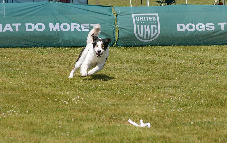a Tornjak taking a tight turn while running at a precision coursing event