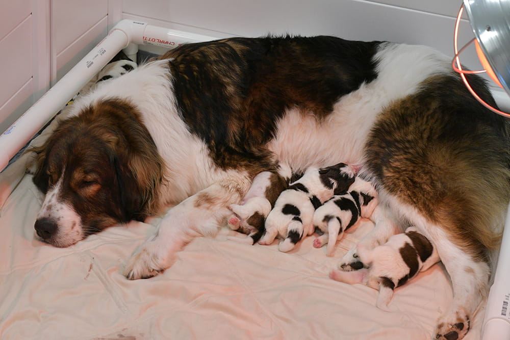 Mother Tornjak lying beside newborn puppies on a blanket
