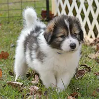 5=five week old Tornjak puppy standing and looking past the camera