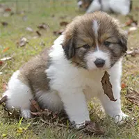 five week old Tornjak puppy sitting with a leaf hanging from it's mouth