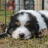 five week old Tornjak puppy laying flat in the grass