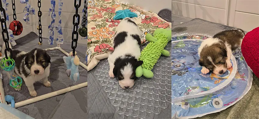 three images of Tornjak puppies interacting with differnet objects to depict the socialization process