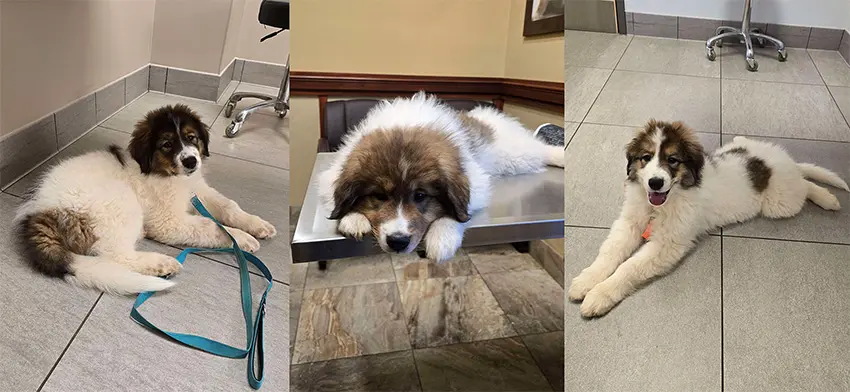 collage of 3 Tornjak puppies at the vet's office