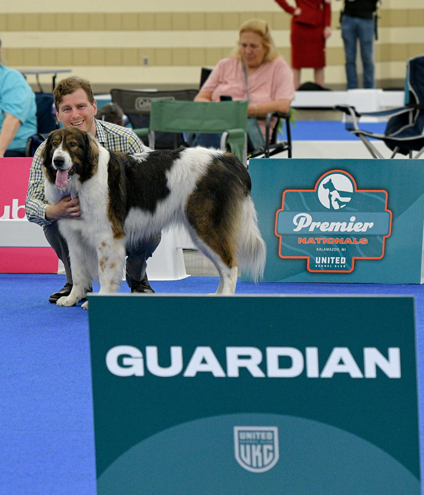 Two photos of Tornjaks being presented in conformation show rings