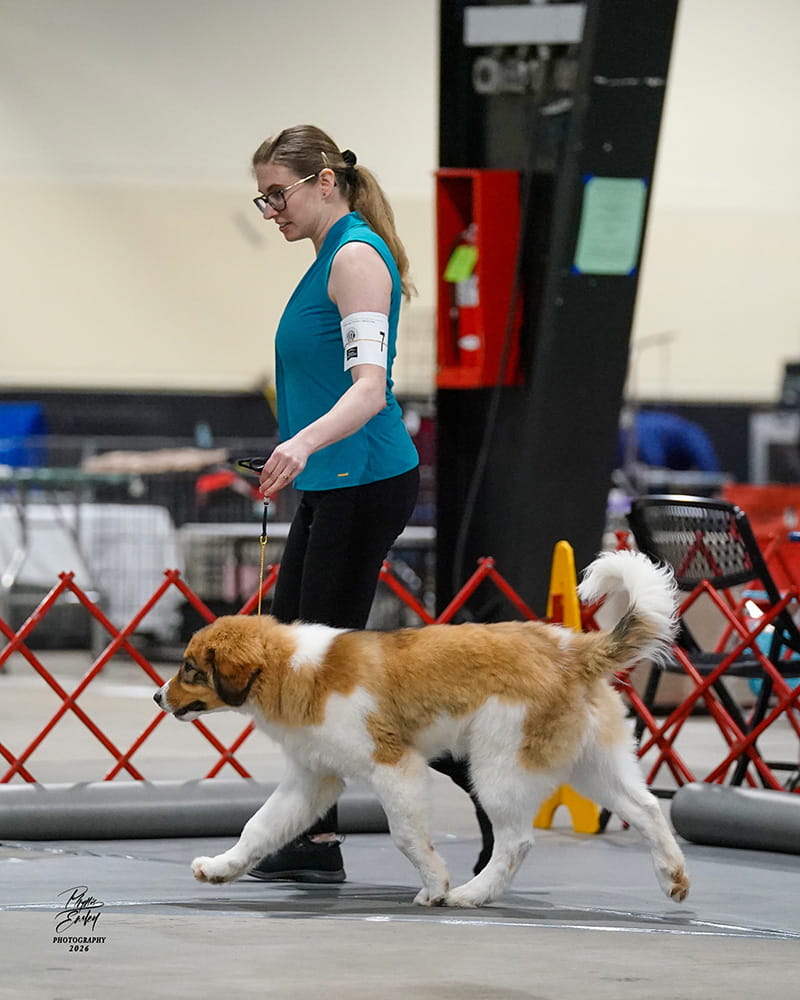 Brown and white Tornjak standing in profile in a conformation show ring