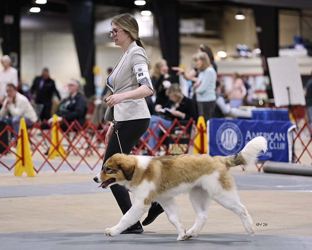 Black and white Tornjak gaiting beside a handler in a conformation ring